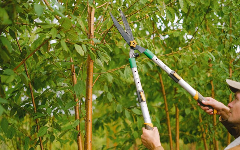 Tree trimming in Hebron, NE